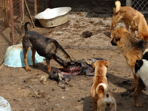 February 2014: 75 live dogs and 20 dog carcasses were found unattended in a Pat Heung village house running as a rescue shelter
